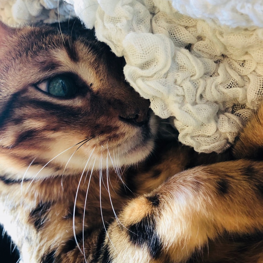 Meet your Posher, Grace